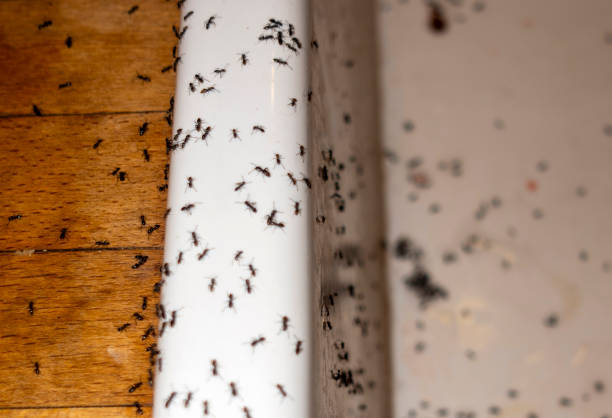 Best Wasp Removal Services  in Orcdlands Estates, HI